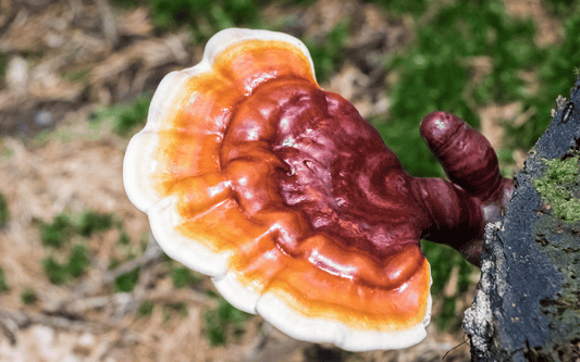 reishi mushroom on log