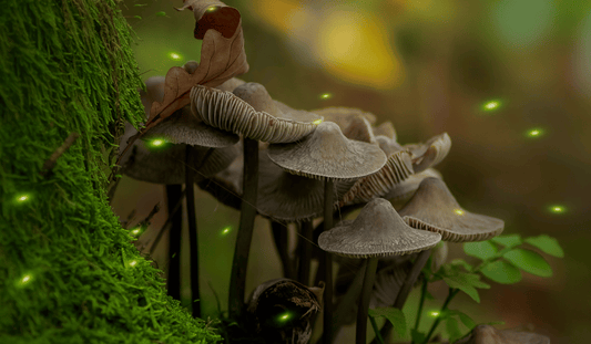 5 Strange but True Facts About Mushrooms