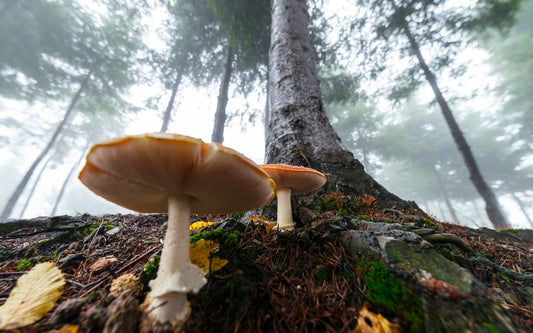 mushroom growing in forest seems magical