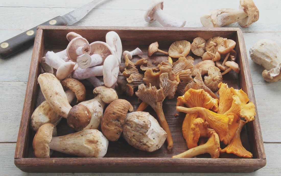 medicinal mushrooms on table with knife
