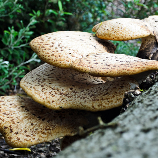 mushrooms growing in wild for supplemental use
