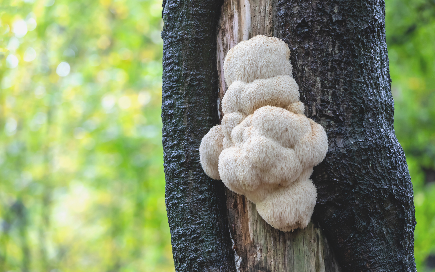 lion's mane mushroom found on tree