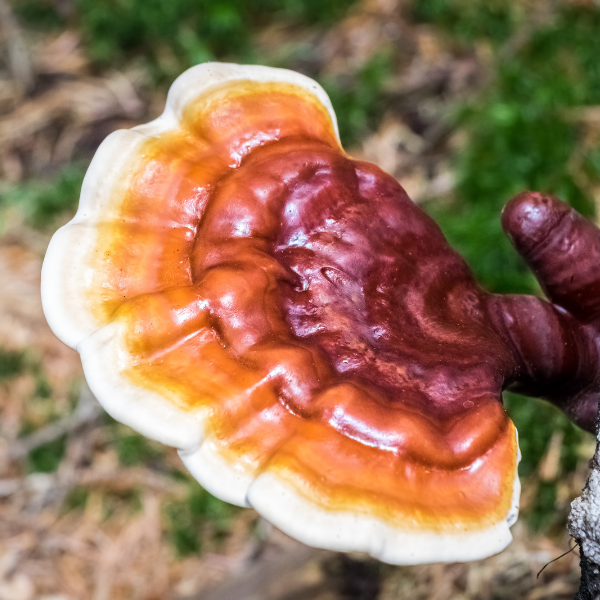 reishi mushroom growing on log